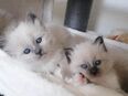 Heilige birma kitten in 73312