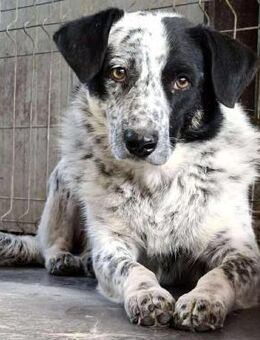 Tom - verängstigte Seele - Koblenz