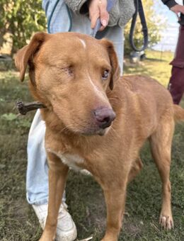 Jack - hat ein Zuhause verdient - Köln