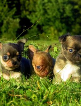 3 Süße typvolle Chihuahua Rüden Welpen 1LH 2KH in Sonderfarben blue-Tan, Brindle, Sable - Biebergemünd