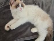 Kater ( 3 Monaten) sucht ein liebevolles Zuhause! - Chemnitz