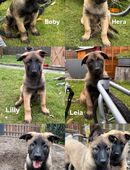 5 Reinrassige Malinoi suchen ein zuhause in 35260