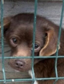 CAPPUCCINO - braucht unsere Hilfe - Hof