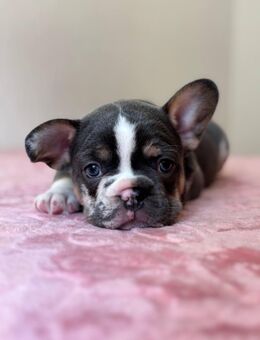 Französische Bulldogge Junge zu verkaufen - Gelnhausen Zentrum