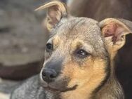 Hier kommt der süße Kalle 🐾 - Elsdorf (Nordrhein-Westfalen)