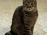 Queeny sucht ein liebevolles Zuhause - Weilheim (Oberbayern)