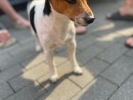 Jack russell 7 Jahre alt - Eggebek