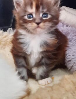 Xxl Maine Coon black tortie - Herzberg (Elster)
