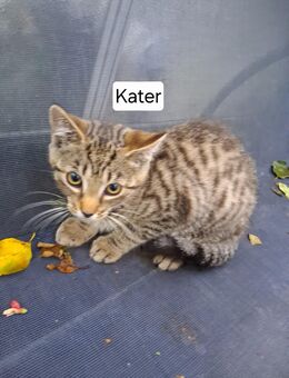 Kitten/Kätzchen abzugeben - Sassenburg