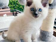 Heilige Birma Kitten, lilac, männlich - Würzburg