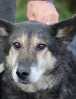 Meto - sehr zutraulich u. verschmust - Lohra