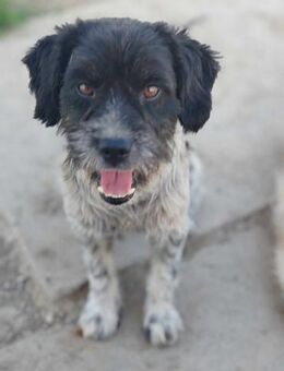 Archie - Der perfekte Hund - Müglitztal