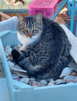 Scheue Fienchen sucht ihr Glück - Bergkirchen