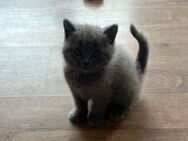 BKH Kitten - Hamburg