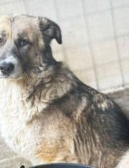 Swantje eine sanfte Hüterin - München