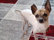 Noah 3-jähriger Chihuahua - Kassel