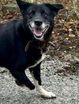 Idealer Familienhund SAMMY sehr sozial♥️ - München