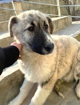 THOR sucht seine Familie - Alfdorf