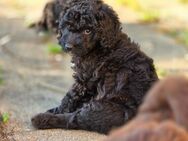 Doodle Bernedoodle Aussilabradoodle Welpen - Bruckberg (Regierungsbezirk Niederbayern)