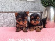 Kleinblebende Yorkshire Terrier Babys / Chip - Simbach