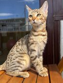 Bengalkätzchen ein Mädchen und ein Junge in 8032