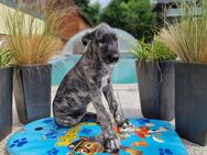 Wunderschöne Irish Wolfhound Welpen, Irischer Wolfshund - Herzberg (Elster)