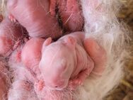 Zwergwidder siamesenfarbig geboren 29.6.25 Abgabe ab 29.8.25 - Moschheim