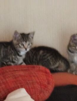 3 kleine Katzenkinder suchen dringend neues Zuhause - Teuchern Gröbitz