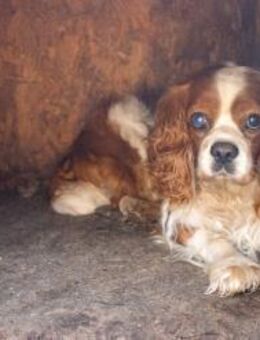 Spanko, schüchterner Cavalier Rüde - Remagen