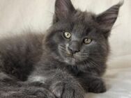 Maine Coon Kätzchen XXL - Peiting