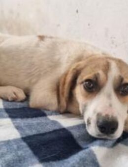 Hübsche Pai - München