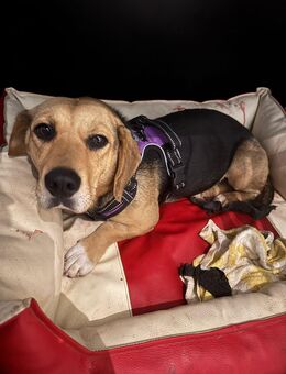 Sehr verschmuste Mischlingshündin Jacky ca 2 j - Hohe Börde