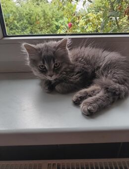 BLH Edelmix Kitten - Lichtenau (Sachsen)