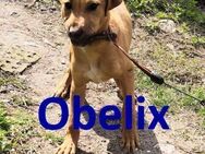 OBELIX ❤ sucht Zuhause / Pflegestelle - Langenhagen