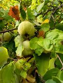 Quitten frisch vom Baum in 97776