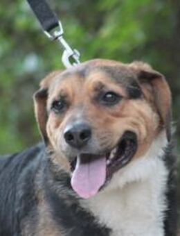 Donut - sanft, liebenswert & freundlich - Lohmar