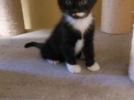 Katzenjunge zu verkaufen - Soltau
