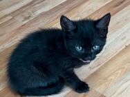 Katzenbaby sucht Dosenöffner - Wutöschingen
