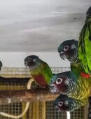 Emmas Weißohrsittiche in 17349