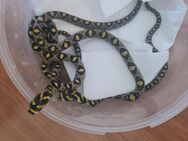 0.1.3 Euprepiophis mandarinus Nachzuchten - Berlin Treptow-Köpenick