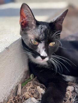 Kleiner Baby Kater sucht Zuhause - Ingolstadt