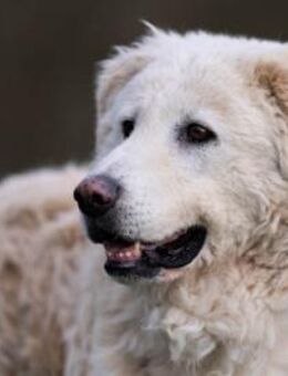 Fido wünscht sich ein eigenes Körbchen - Neuss