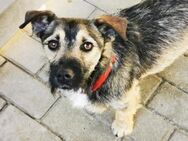 Benito,netter Terrier su. Zuhause - Heinsdorfergrund