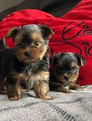 Reinrassige Mini-Yorkshire-Terrier-Welpen --- In liebevolle Hände abzugeben in 45326