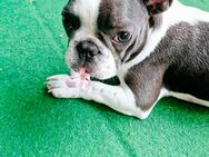 Reinrassige französische Bulldogge welpe - Ludwigshafen (Rhein)