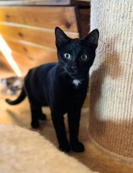 Wind, einfach nur schwarz - Oberhausen (Rheinland-Pfalz)