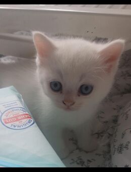 Bkh kitten von odd-eyed Mama - Frankfurt (Main) Zeilsheim