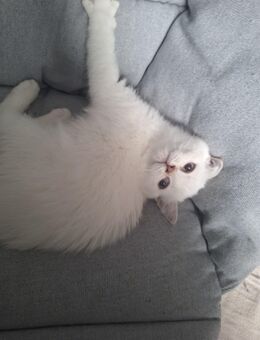 Bkh Kätzchen babykatzen Kittys - Nürnberg