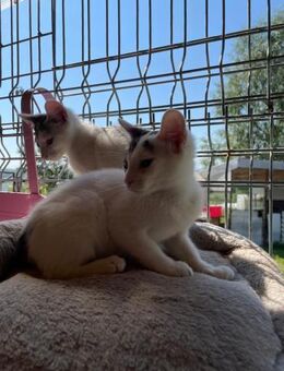 💝Süße Babykatze Mell💝 - Eislingen (Fils)