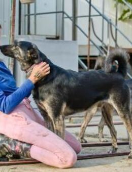 Meggi und Jack ❤️ Schutzgebühr 500 Euro - Burgsinn